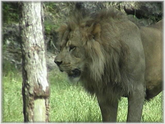 AFRICAN LION 0150